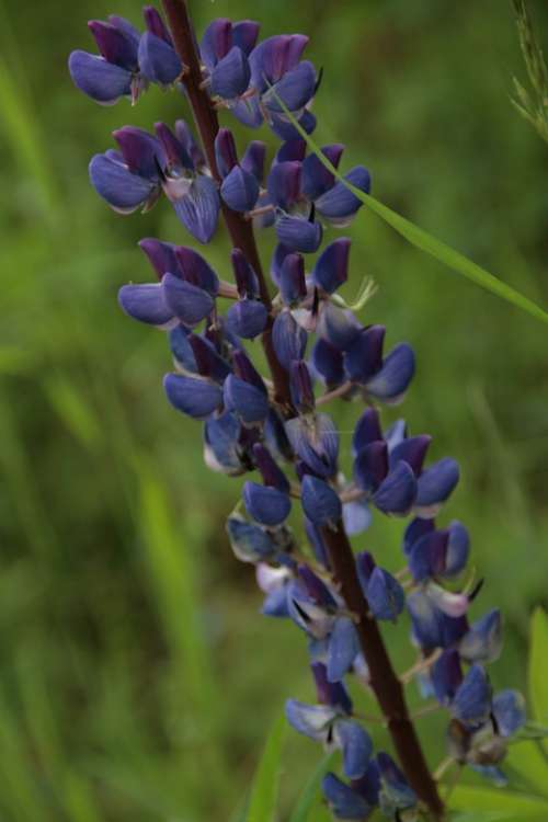 Plant Flower Blue Purple Blossom Bloom Nature