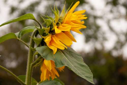 Plant Flower Sunflower Yellow