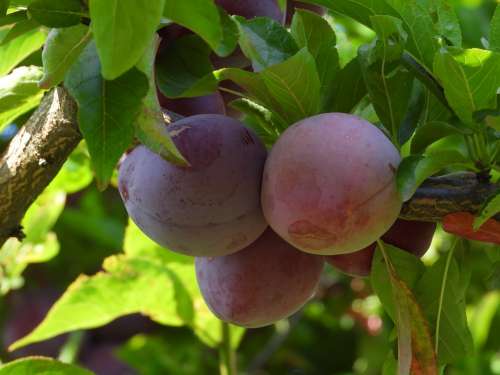 Plum Tree Garden Fruit Tasty Violet Food