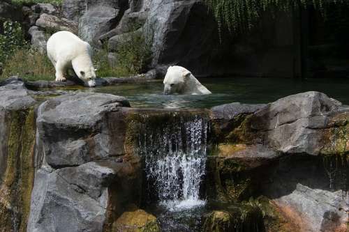 Polar Bear Schönbrunn Tiergarten Fur Zoo White