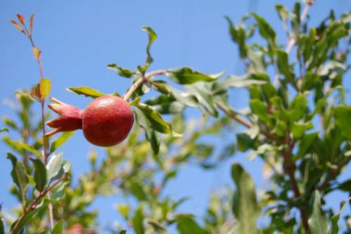 Pomegranate Tree Leaves Garnet