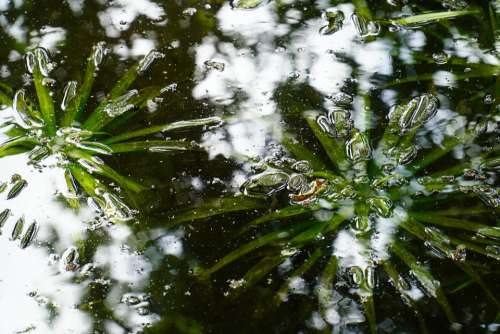 Pond Aquatic Plant Nature Water Summer Teichplanze