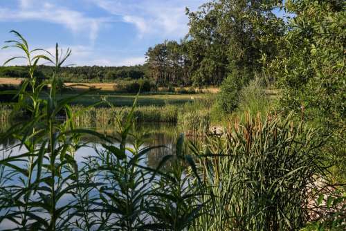 Pond Water Waters Shore Plants Landscape Nature