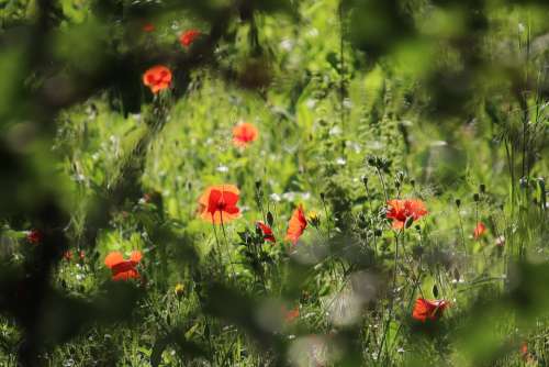 Poppies Herbs Plants Field Botany Fields Red Pre