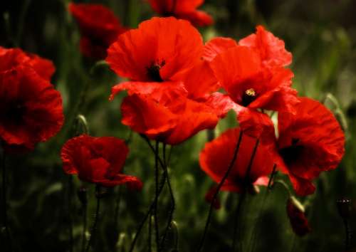 Poppy Poppies Klatschmohn Flowers Blossom Bloom