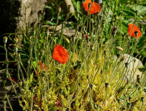 Poppy Red Nature Klatschmohn Garden Plant