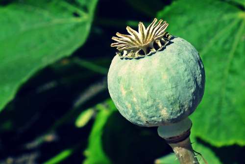 Poppy Plant Makowka Summer Nature Garden Macro