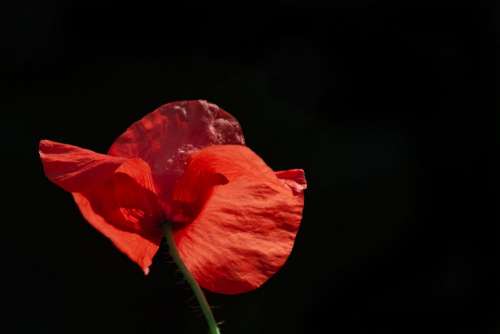 Poppy Flower Nature Red Petals