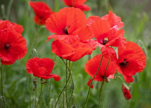 Poppy Poppies Klatschmohn Flowers Bloom Red