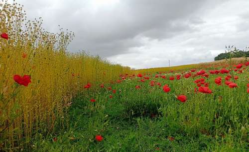 Poppy Poppies Flowers Flax Field Air Cloud Cover