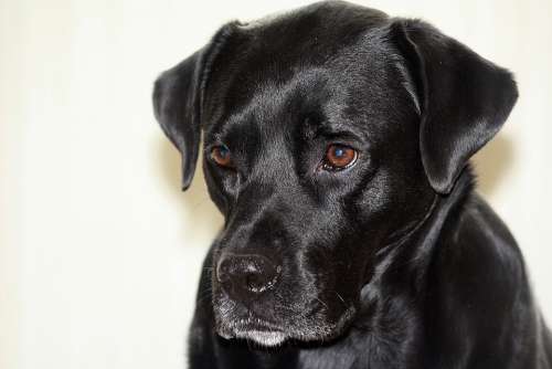 Portrait Dog Boxador Black Dog Look