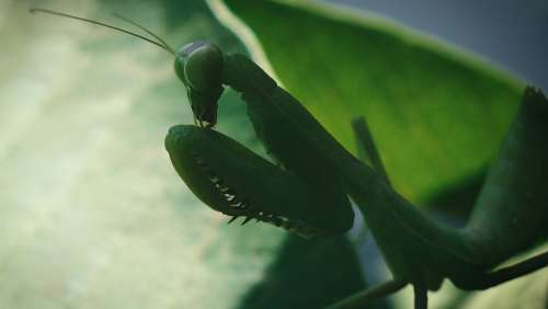 Praying Mantis Macro Shot Insect Animal