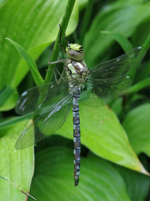 Precious Dragonfly Blue-Green Mosaic Bridesmaid