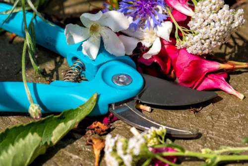 Pruning Shears Cut Sharp Gardening Flowers