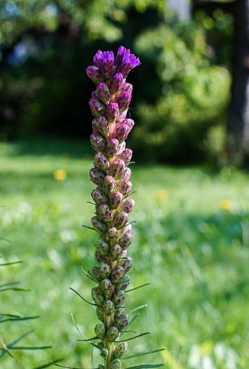 Purple Flower Blossom