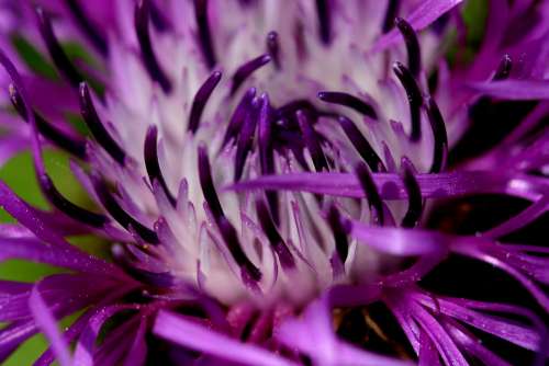 Purple Chrysanthemum Flower Petal Autumn Garden