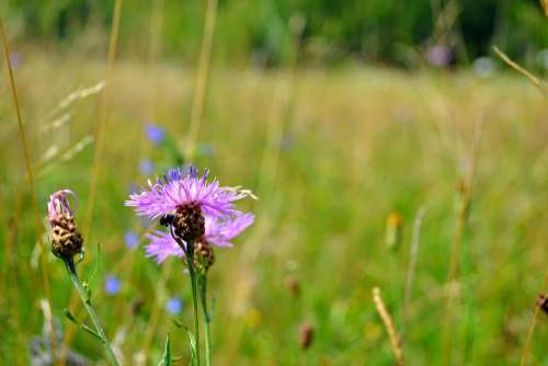 Purple Flower Bug Summer July Field Blossom