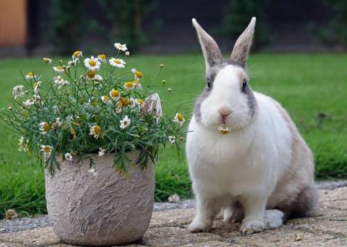 Rabbit Dutch Animal Flower Food Nature Cute