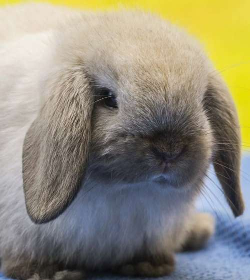 Rabbit Holland Lop Bunny