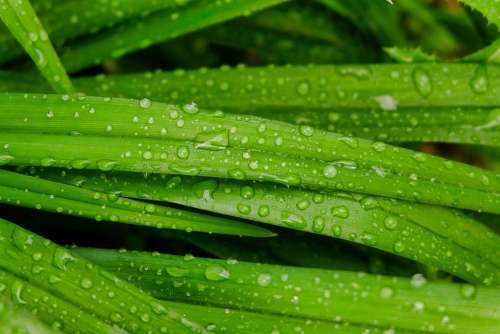 Rain Droplets Leaves Green Beaded