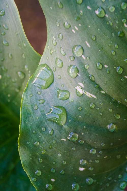 Rain Leaves Green Raindrop Leaf Veins Water