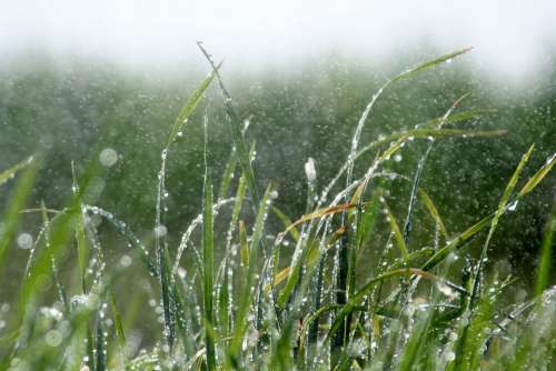 Rain Grass Wet Drop Green Dew Nature