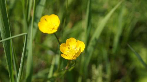 Ranunculus Wildflowers Flower Yellow Yellow Flowers
