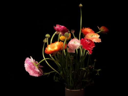 Ranunculus Strauss Mothersday Bouquet Bloom