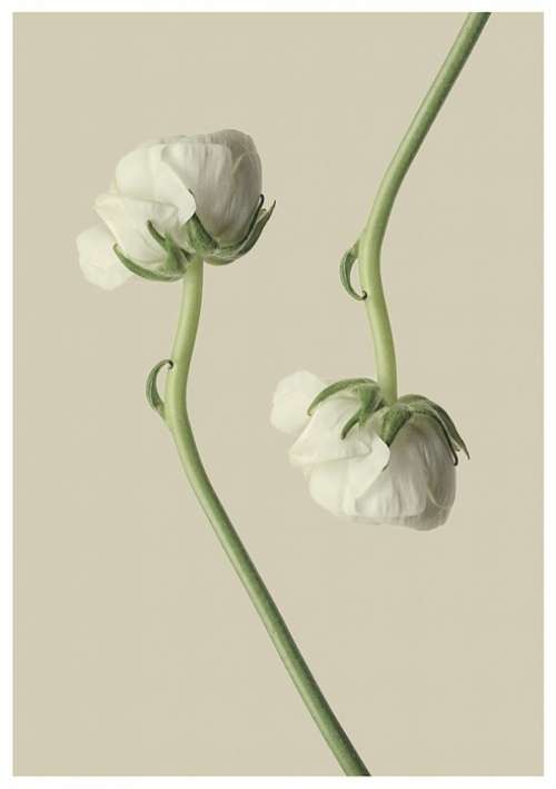 Ranunculus White Flower Blossom Bloom