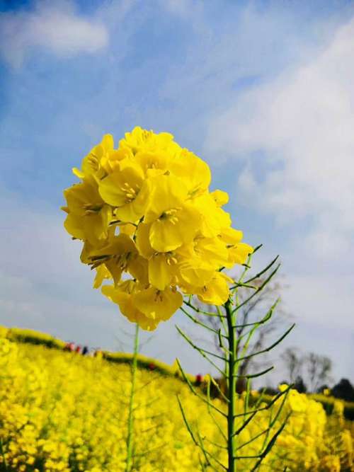 Rape Flowers Field Flower Clouds Yellow Spring