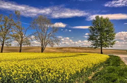 Rapeseed Field Landscape Agriculture Clouds Summer