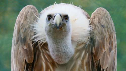 Raptor Birds Vulture Nature