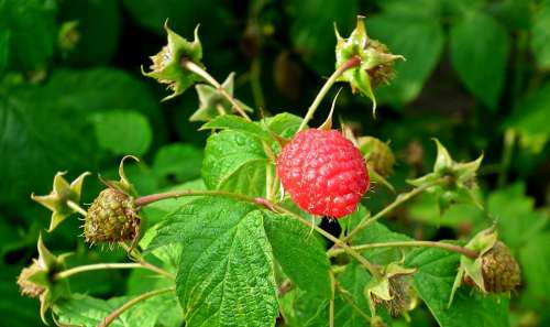 Raspberries Fruit Vitamins Food Summer Delicious