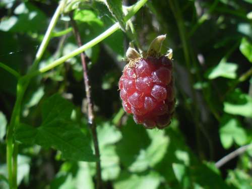 Raspberry Fruit Fruits Healthy Vitamins Food