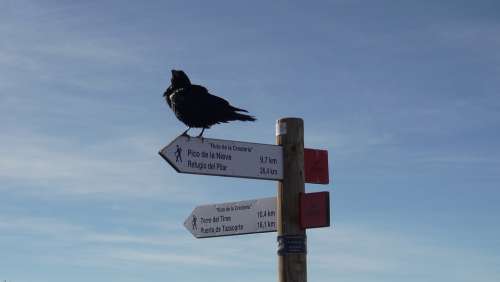 Raven Crow Bird Animal Directory Black Raven Bird