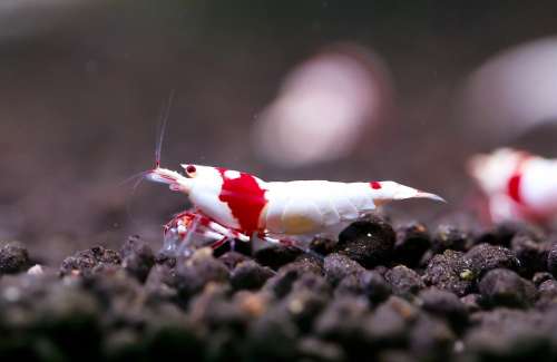 Red Ornamental Shrimp Crs Water Life A Pet Shrimp