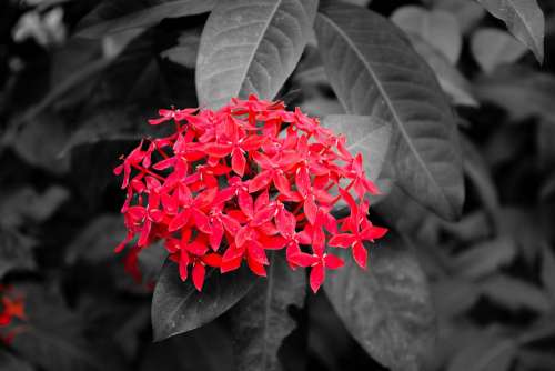 Red Flower Black Blossom Nature Selective Color