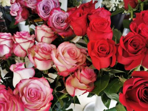 Red And White Pink Roses Blooming Love Romantic