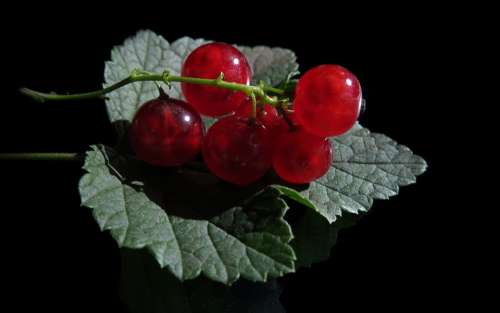 Red Currant Ribes Rubrum Currants Mirroring Leaf