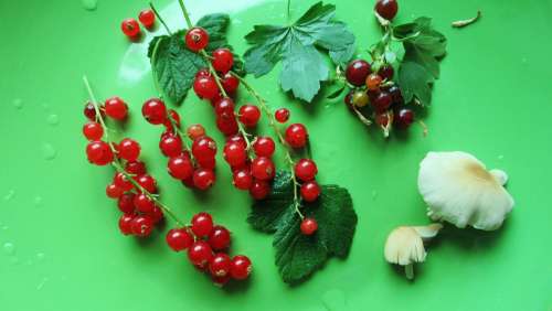 Red Currant Wild Berry Mushroom Summer Fruit