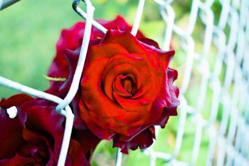 Red Rose Fence Outdoor Blooming Nature