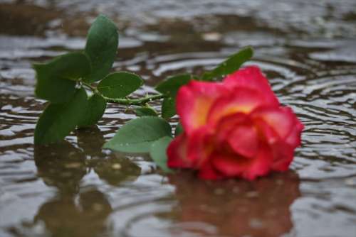 Red Yellow Rose In Rain Lost Love Left In Silence