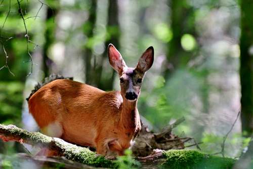 Ree Roe Mammal Wild Forest Nature Animals