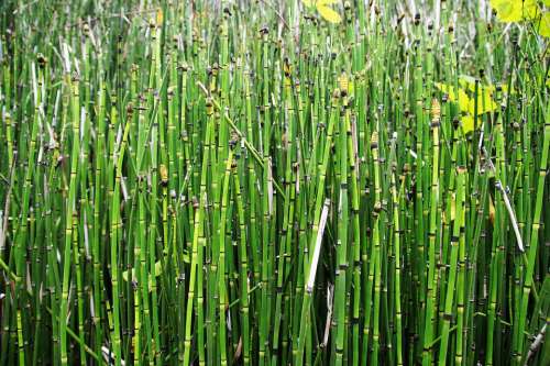Reed Green Water Plants Grasses Bamboo Straws