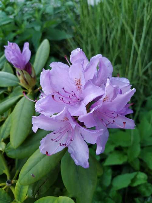 Rhododendron Flowers Nature Bloom