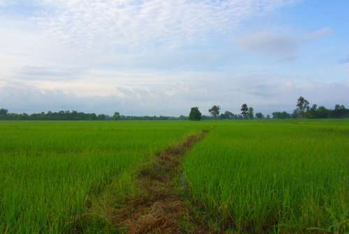 Rice Rice Fields White Nature Green