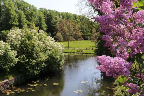 River Nature Flowers Landscape Spring