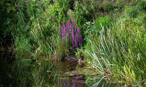 Riverbank English River Bank British Riverbank