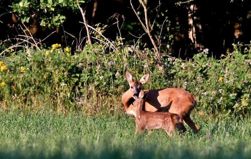 Roe Fawn Wild Mammal Nature Forest Young