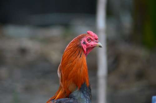 Rooster Chicken Animal Red Portrait